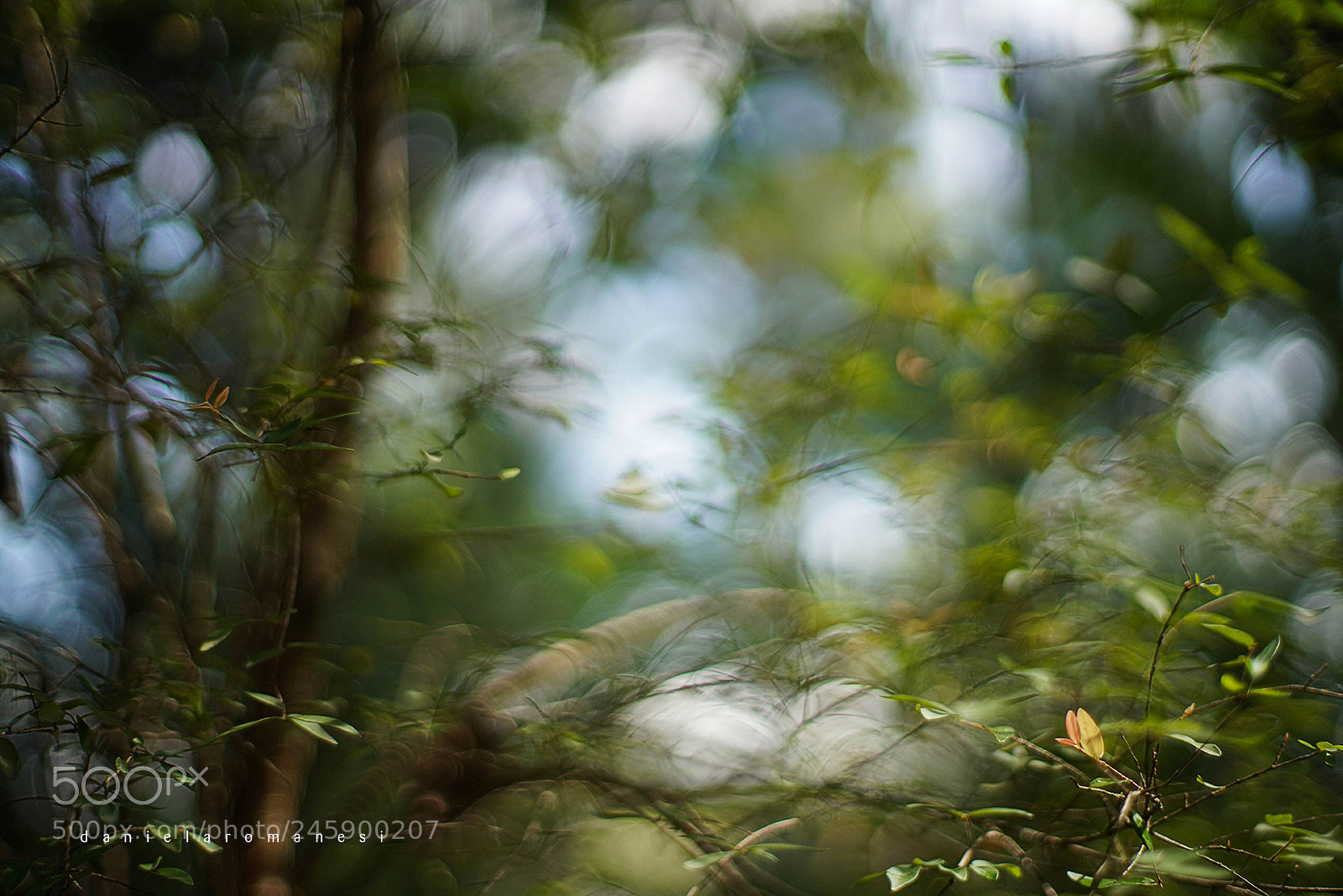 Sony a7R II sample photo. Frescor photography
