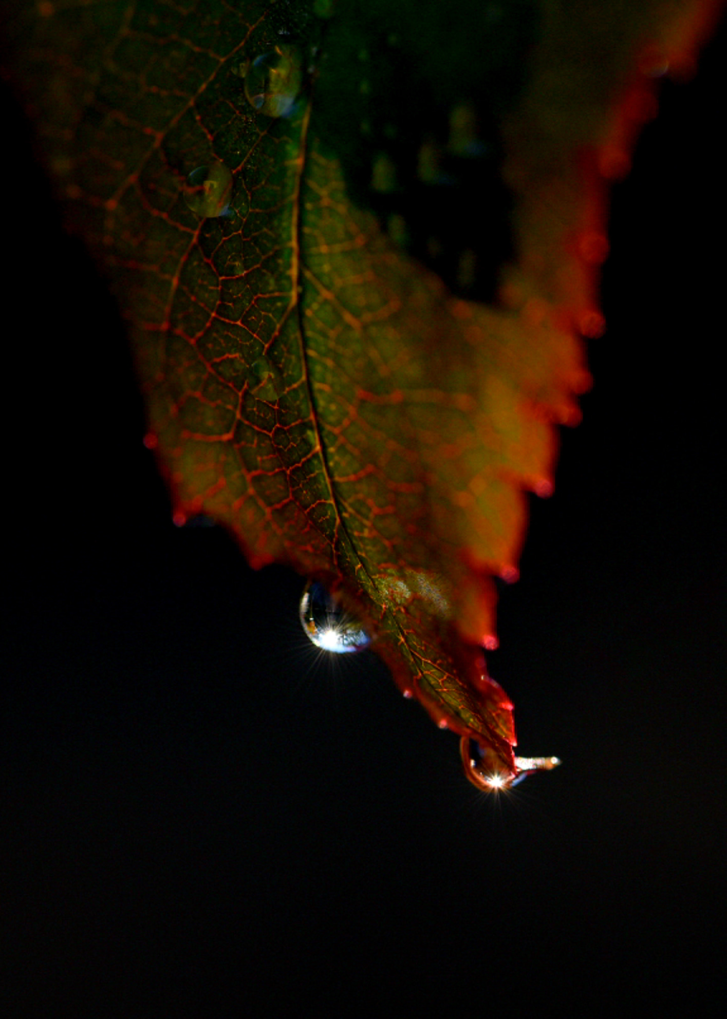 Nikon AF-S Micro-Nikkor 105mm F2.8G IF-ED VR sample photo. Gocce photography