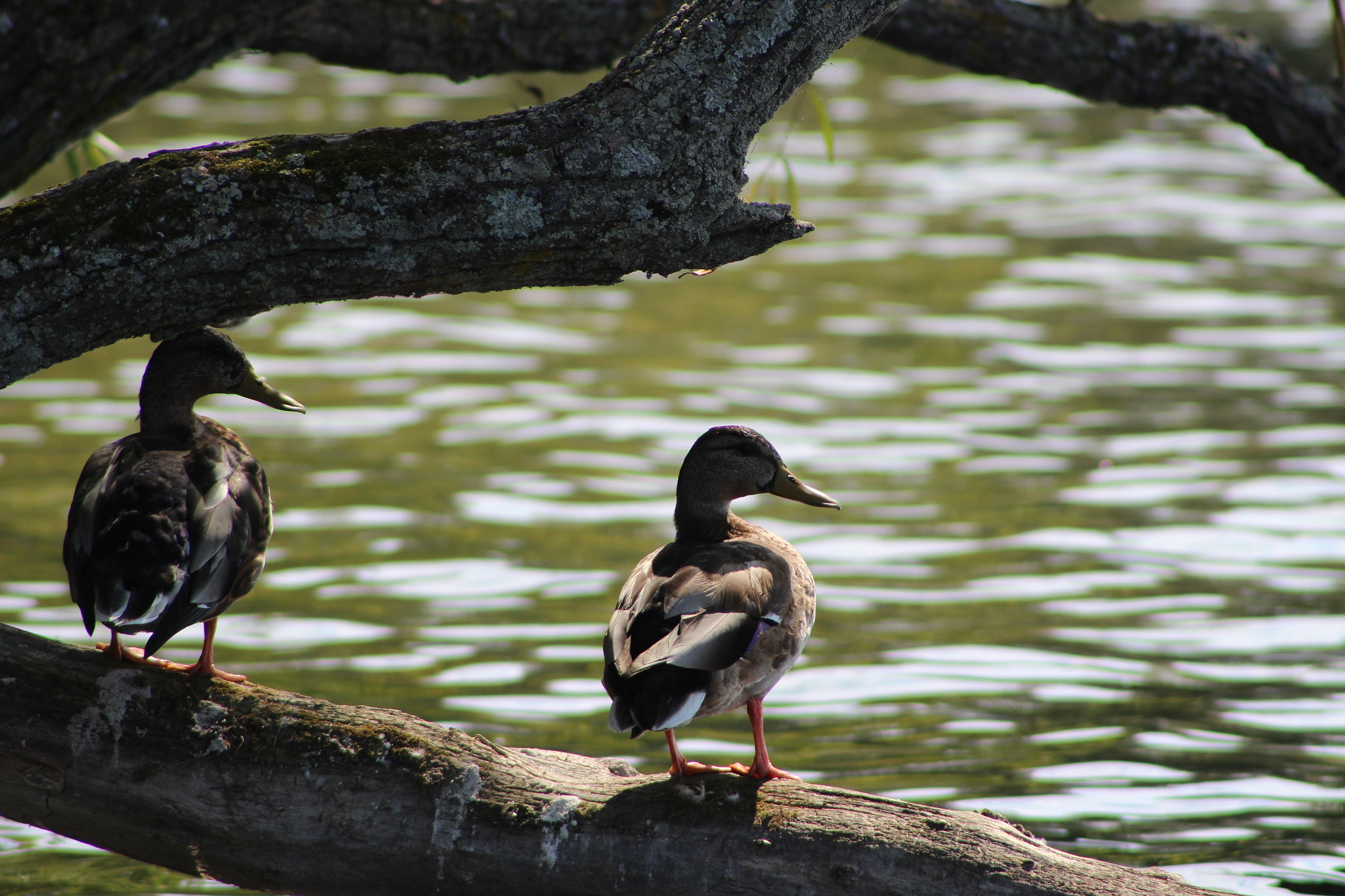 Canon EOS 100D (EOS Rebel SL1 / EOS Kiss X7) + EF75-300mm f/4-5.6 sample photo. Quack quack...lake simcoe ...mallards photography