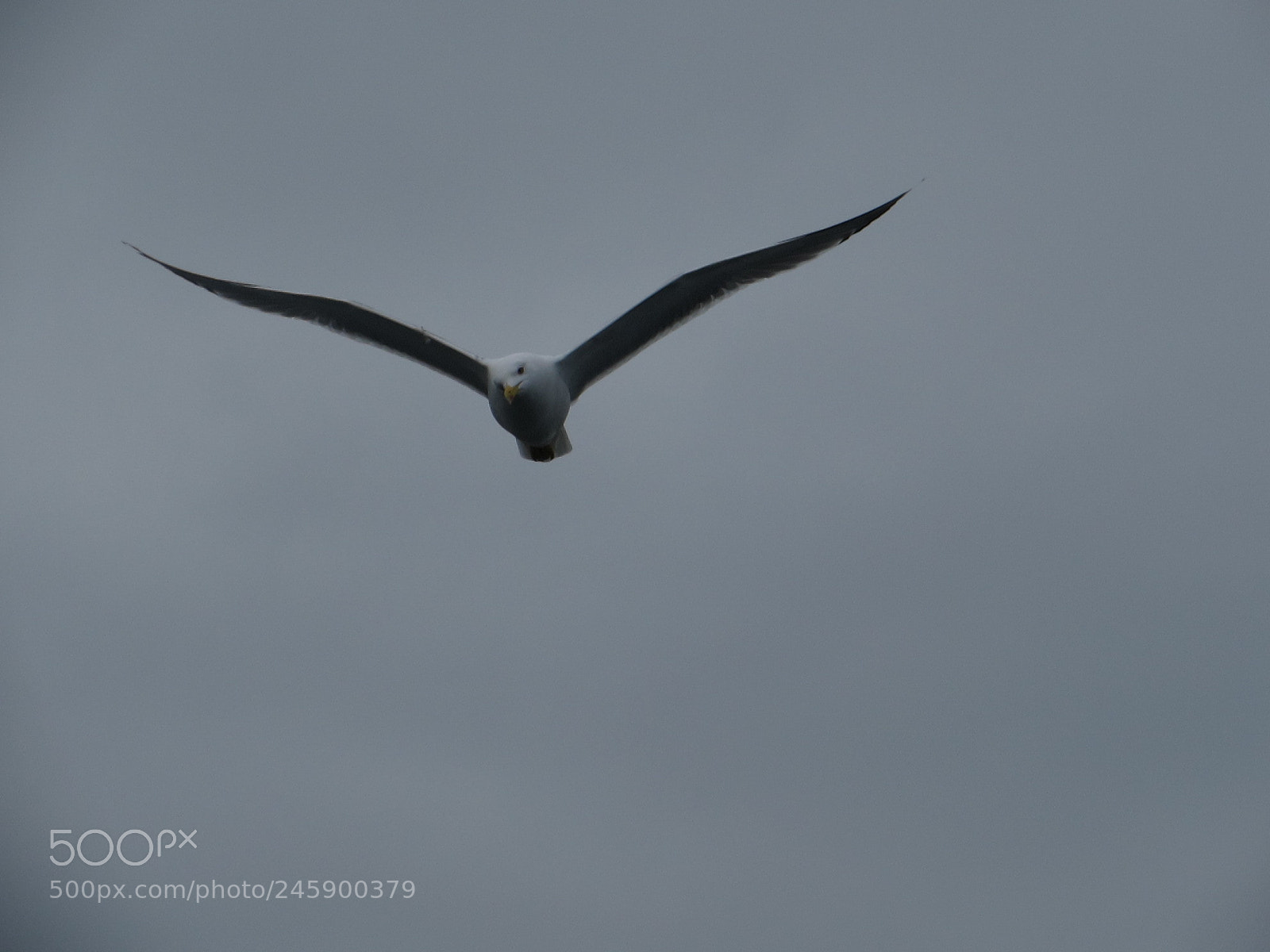 Canon PowerShot SX510 HS sample photo. Seagull photography