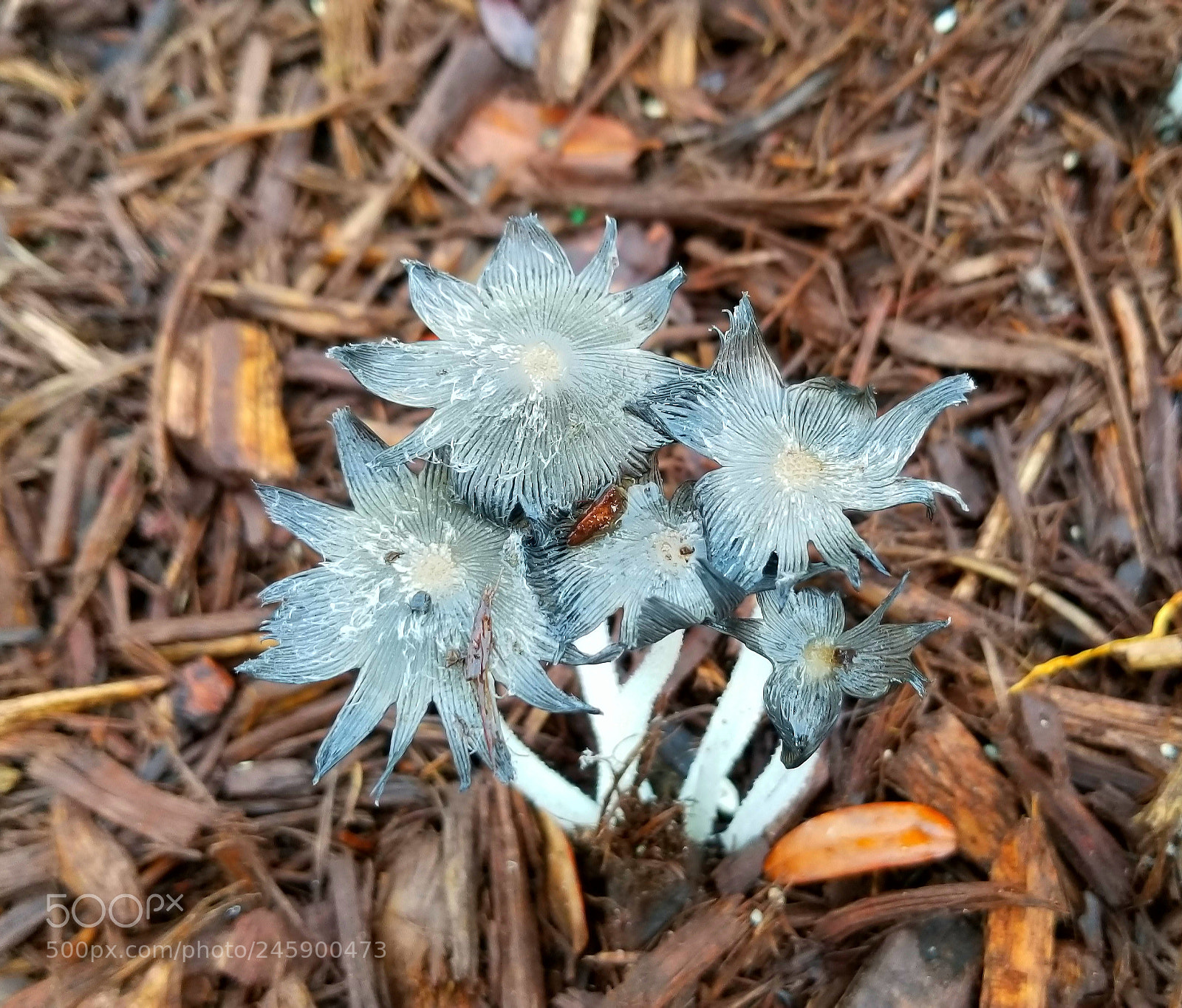 Samsung Galaxy S8+ sample photo. Fungus #dragonbaitandjellyfish  #aphoracoachhomes photography