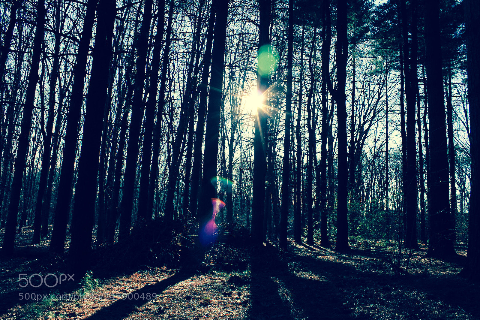 Canon EOS 600D (Rebel EOS T3i / EOS Kiss X5) sample photo. Sun behind trees photography