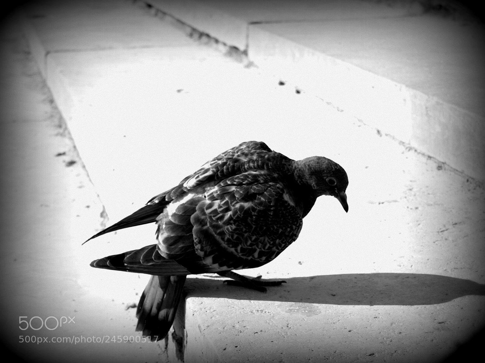 Olympus E-410 (EVOLT E-410) sample photo. Pigeon photography