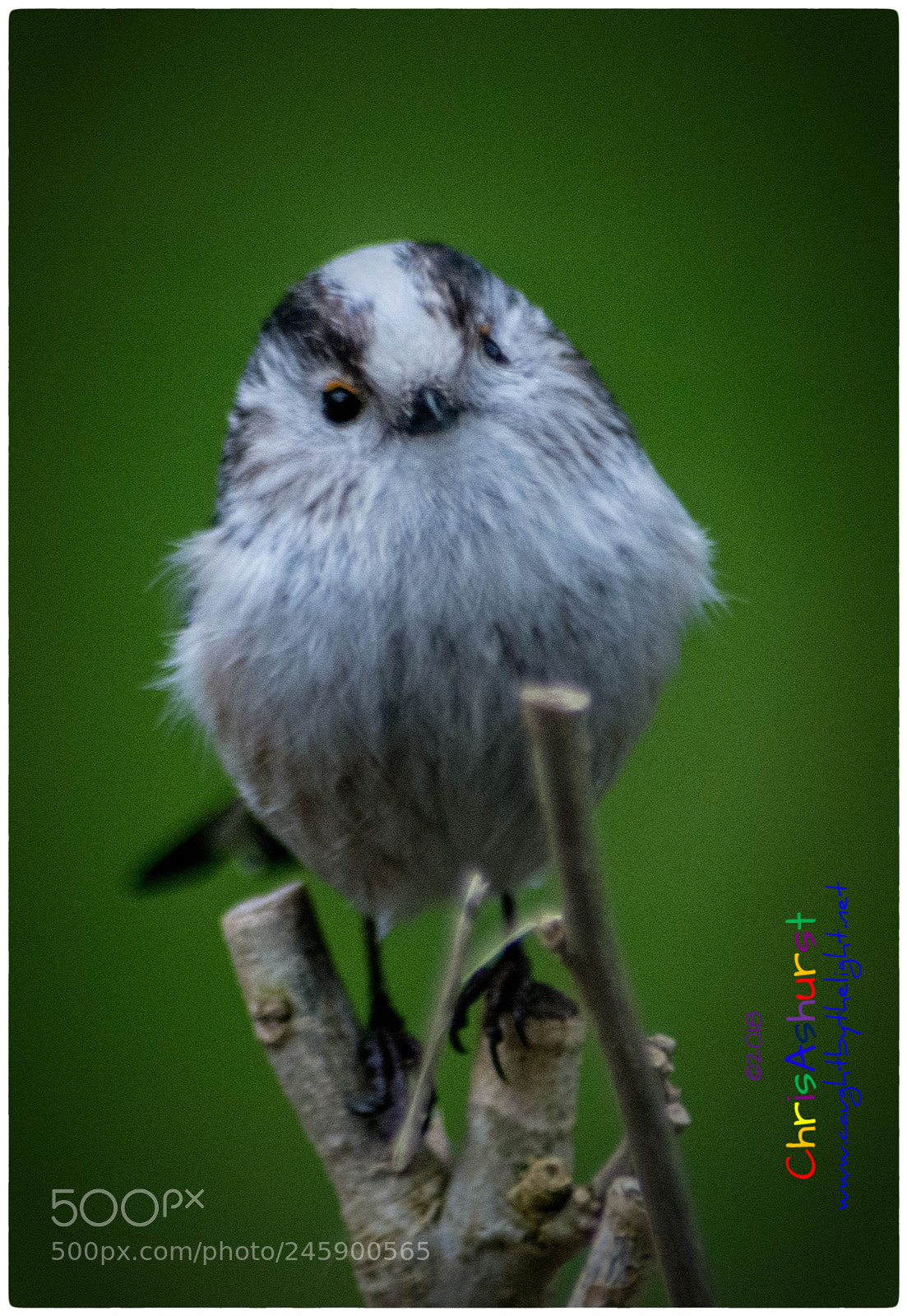 Nikon D7100 sample photo. Long-tailed tit photography