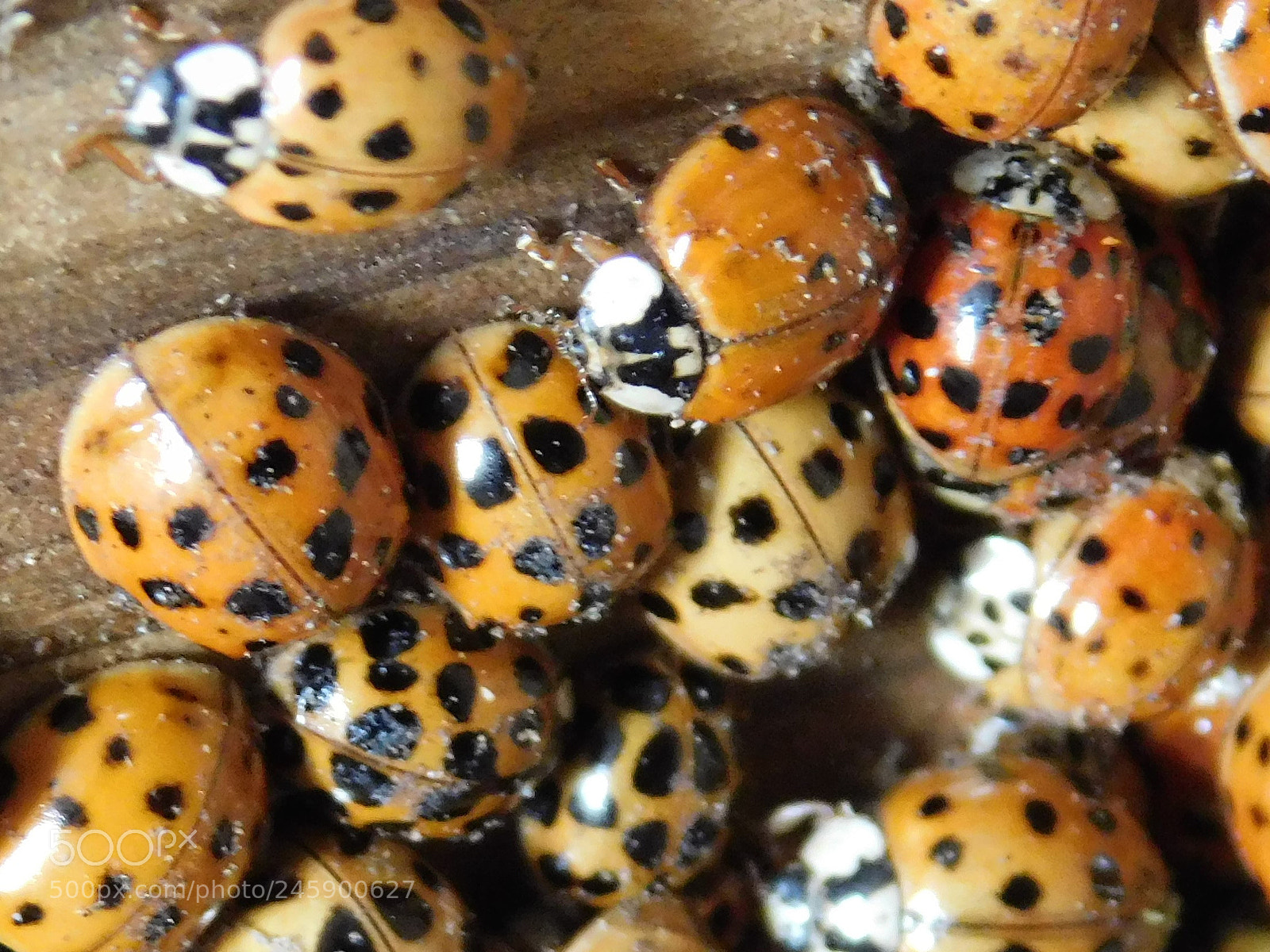 Nikon Coolpix B500 sample photo. Japanese beetles photography