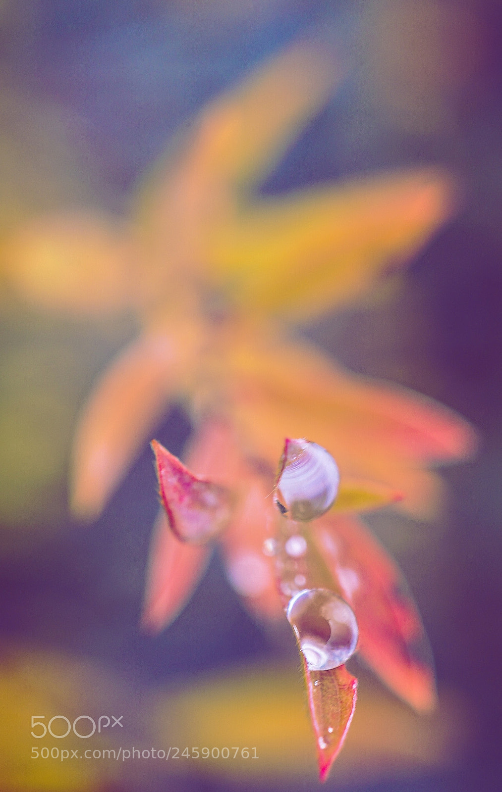 Sony a7 II sample photo. Fiction factory-heaven photography