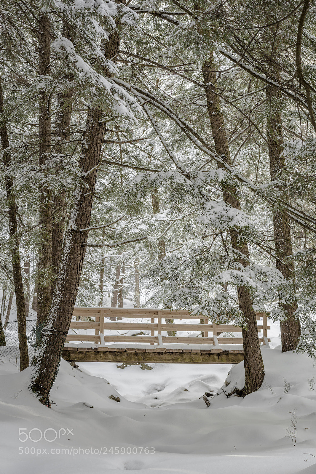 Canon EOS 5DS R sample photo. Winter wonderland photography