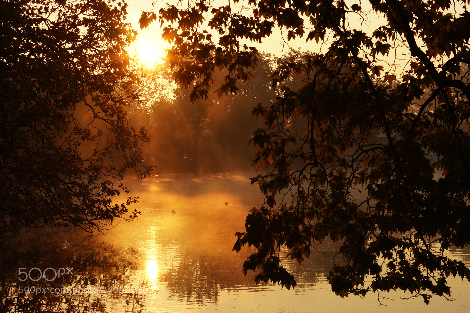 Sony ILCA-77M2 sample photo. Ducks in the morning photography