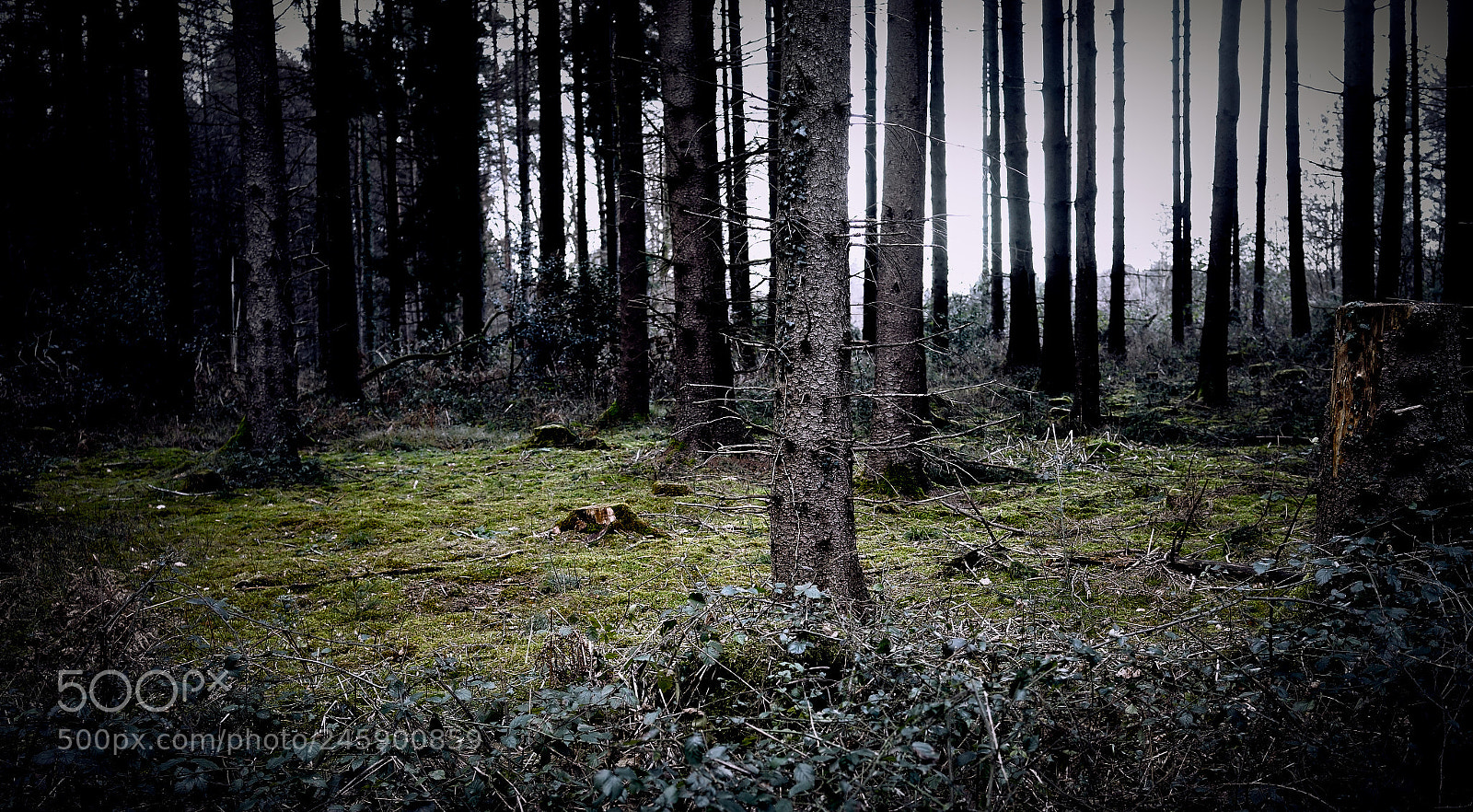 Sony a7 sample photo. Forest photography