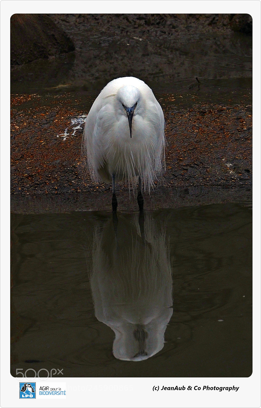 Olympus OM-D E-M5 II sample photo. Reflets photography