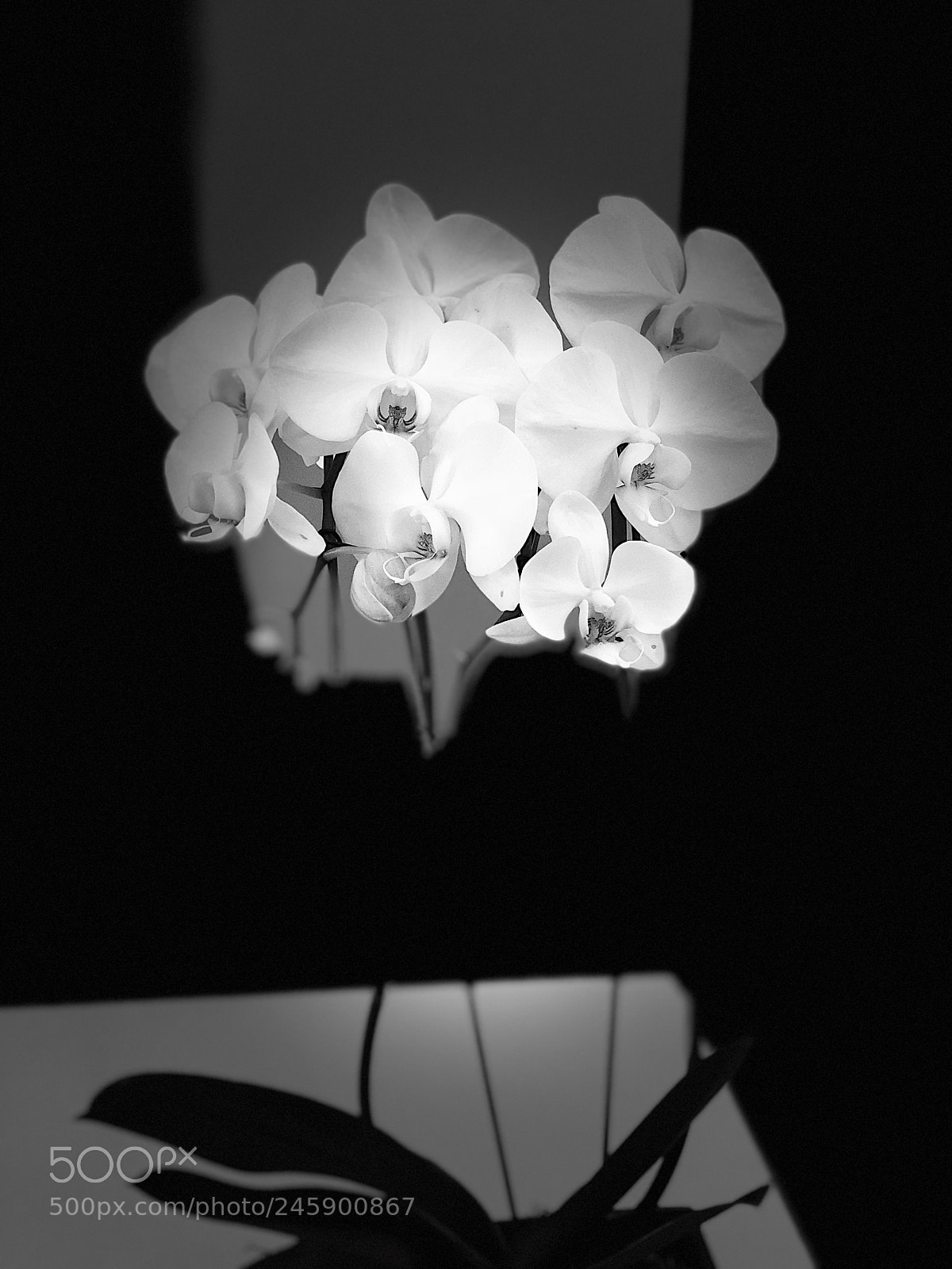 Apple iPhone X sample photo. Flowers. photography