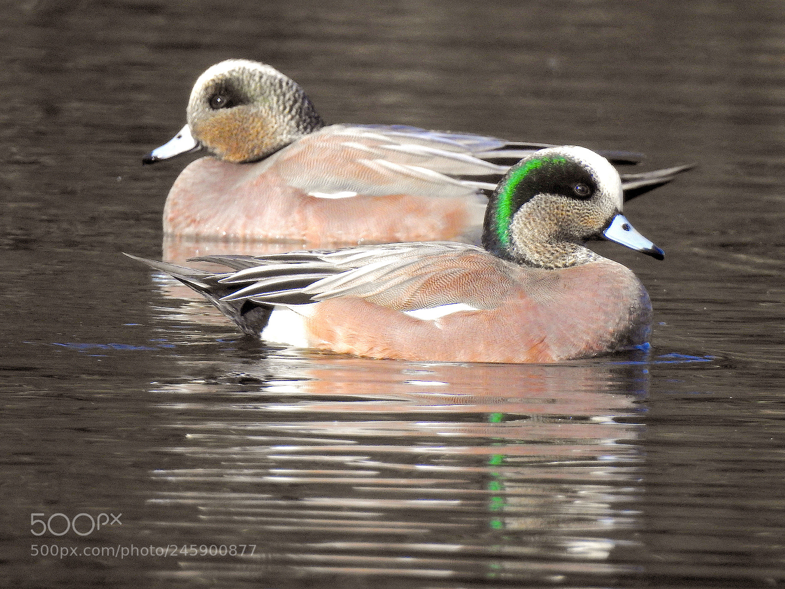 Nikon Coolpix P900 sample photo. Wigeon photography