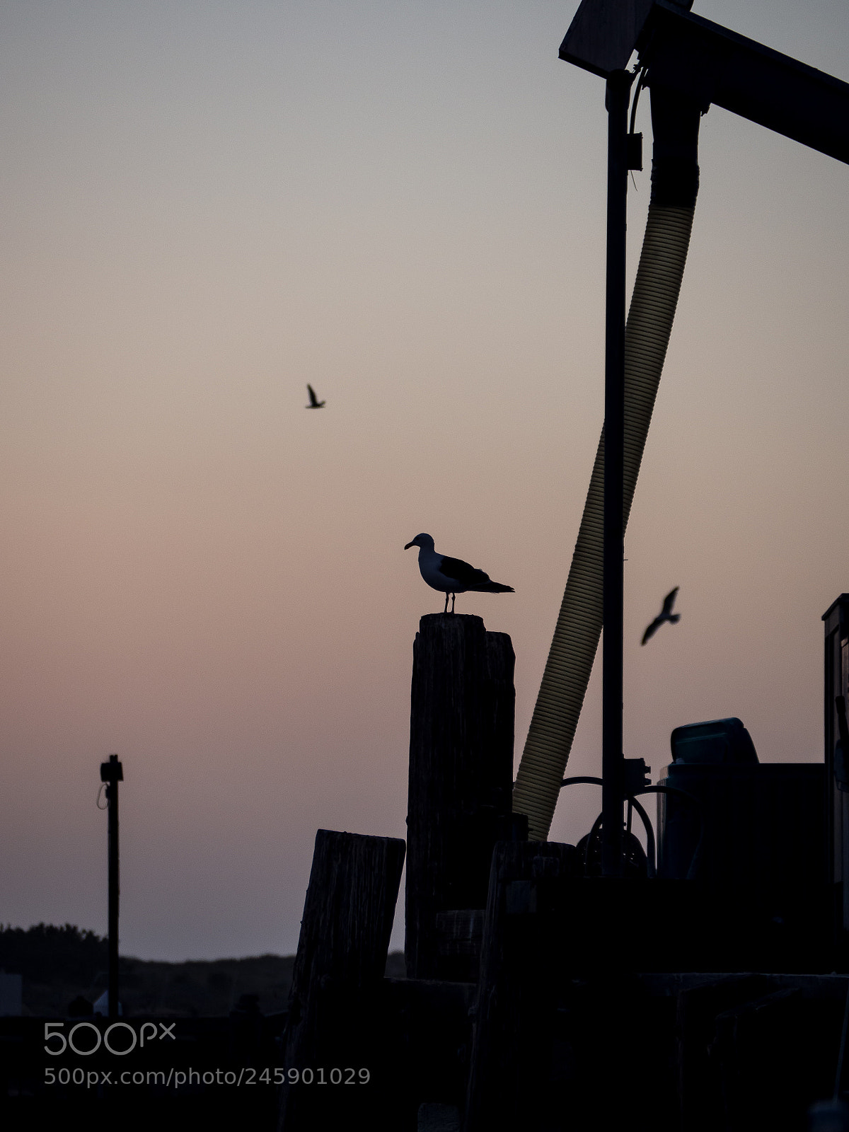 Olympus OM-D E-M10 II sample photo. Silhouettes morro bay photography