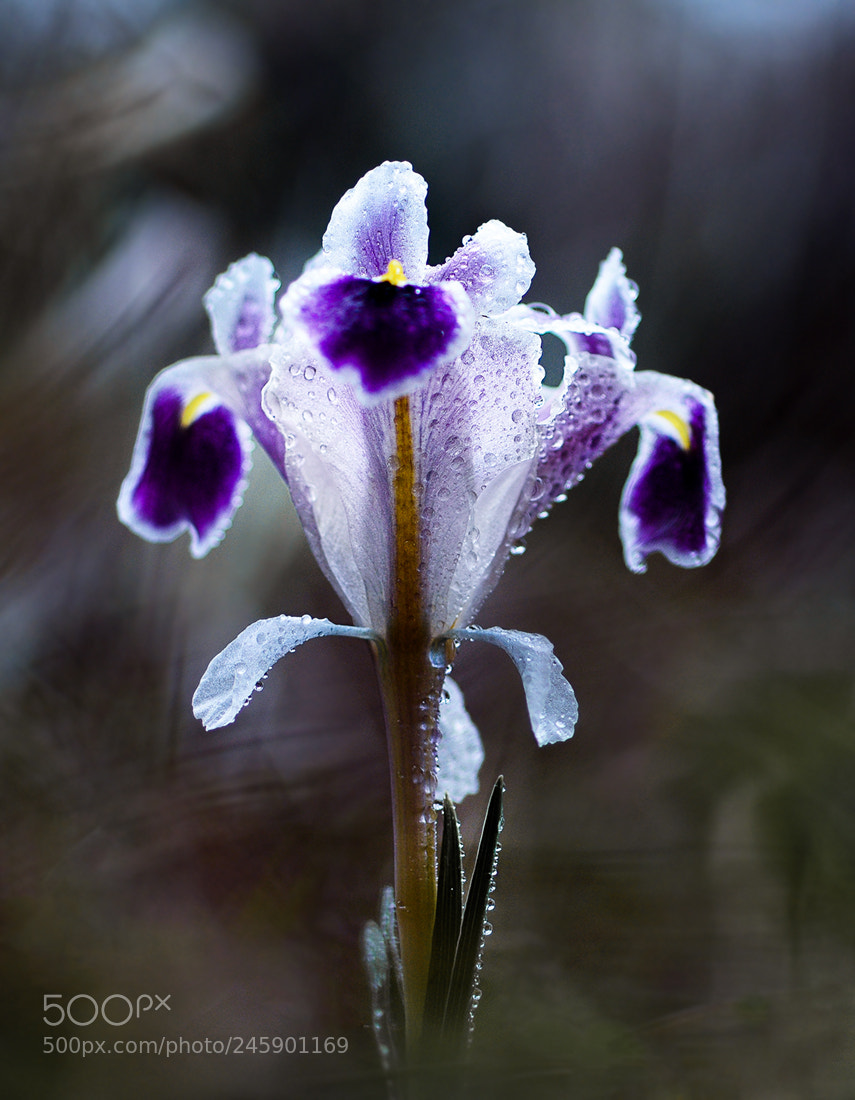 Nikon D7100 sample photo. Navruz photography