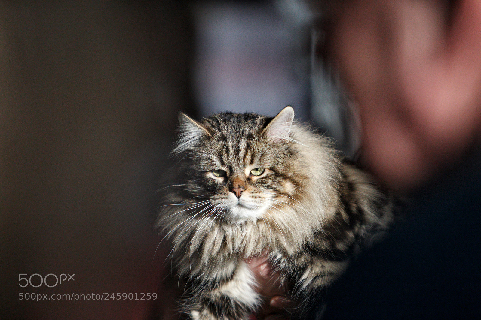 Canon EOS-1D Mark III sample photo. Maine coon cat photography