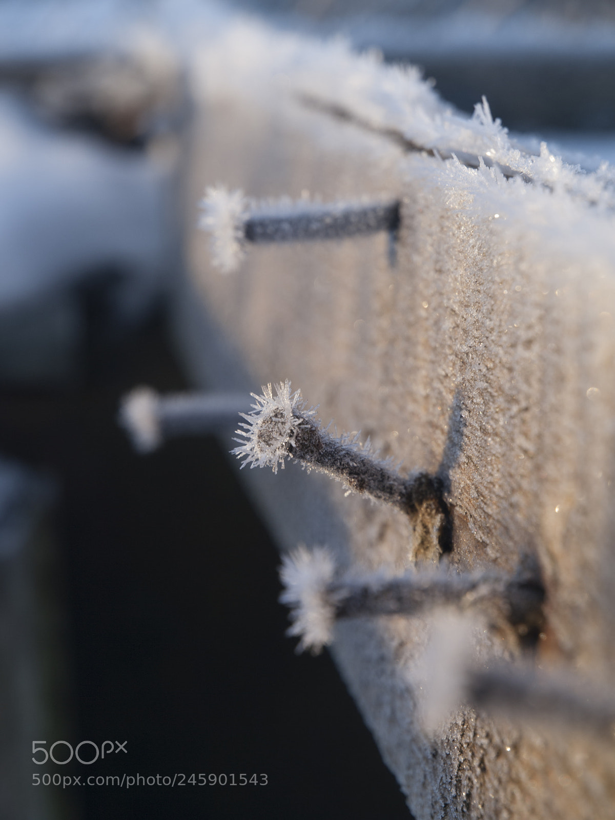 Olympus E-3 sample photo. Winter morning photography