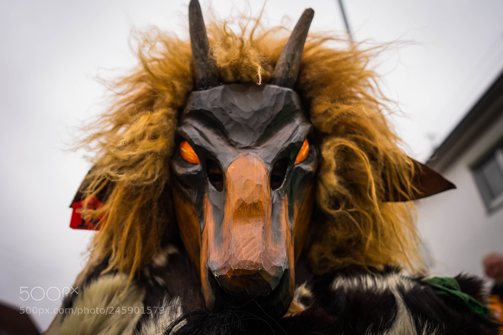 Sony a7 sample photo. Wolf photography
