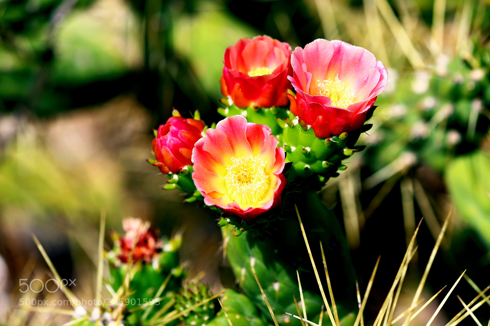 Canon EF 70-200mm F2.8L IS II USM sample photo. Flower photography