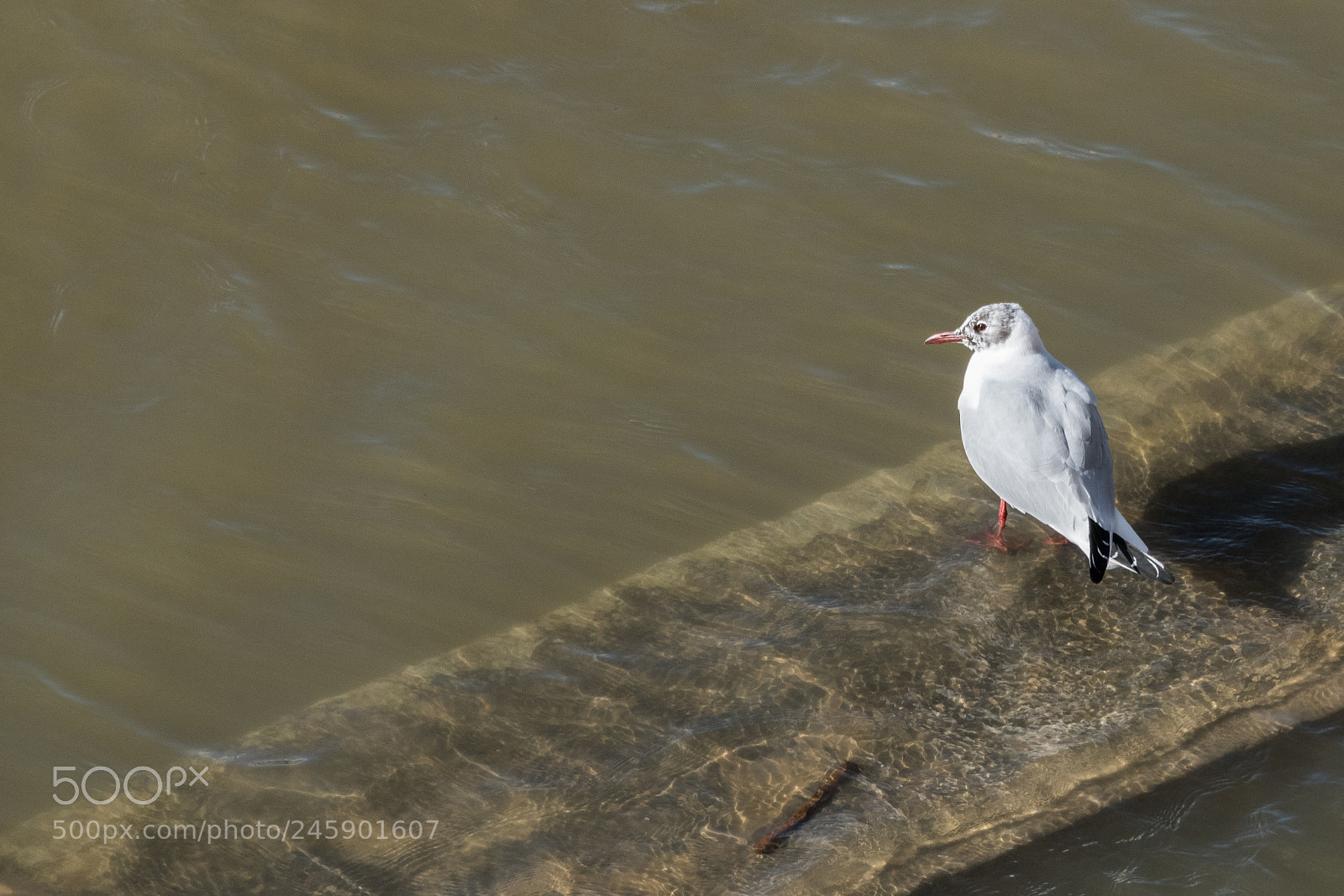 Leica V-Lux (Typ 114) sample photo. Bird in town photography