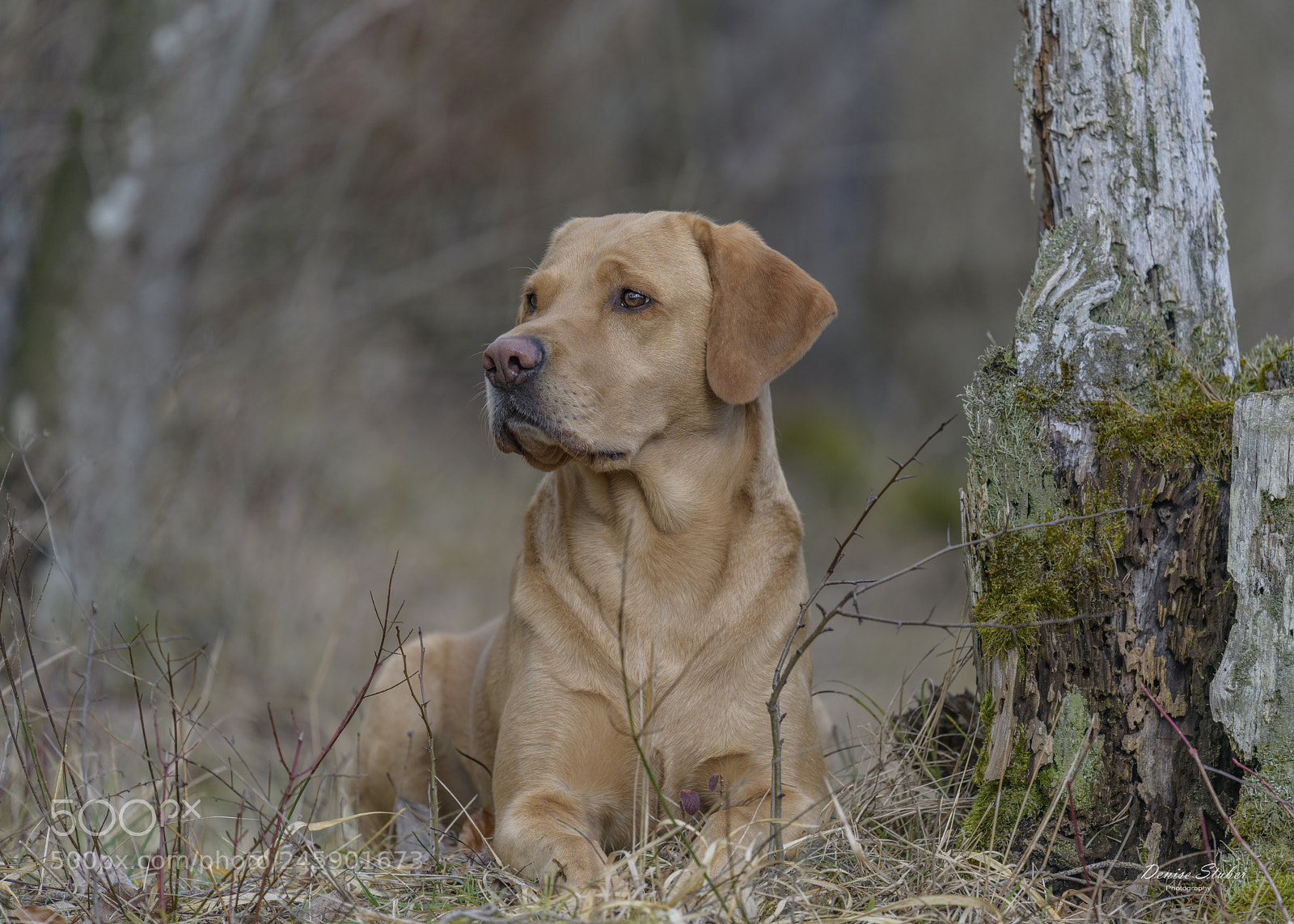 Nikon D850 sample photo. Labrador pamino photography