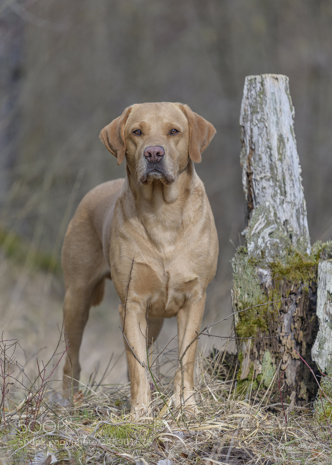 Nikon D850 sample photo. Labrador pamino photography