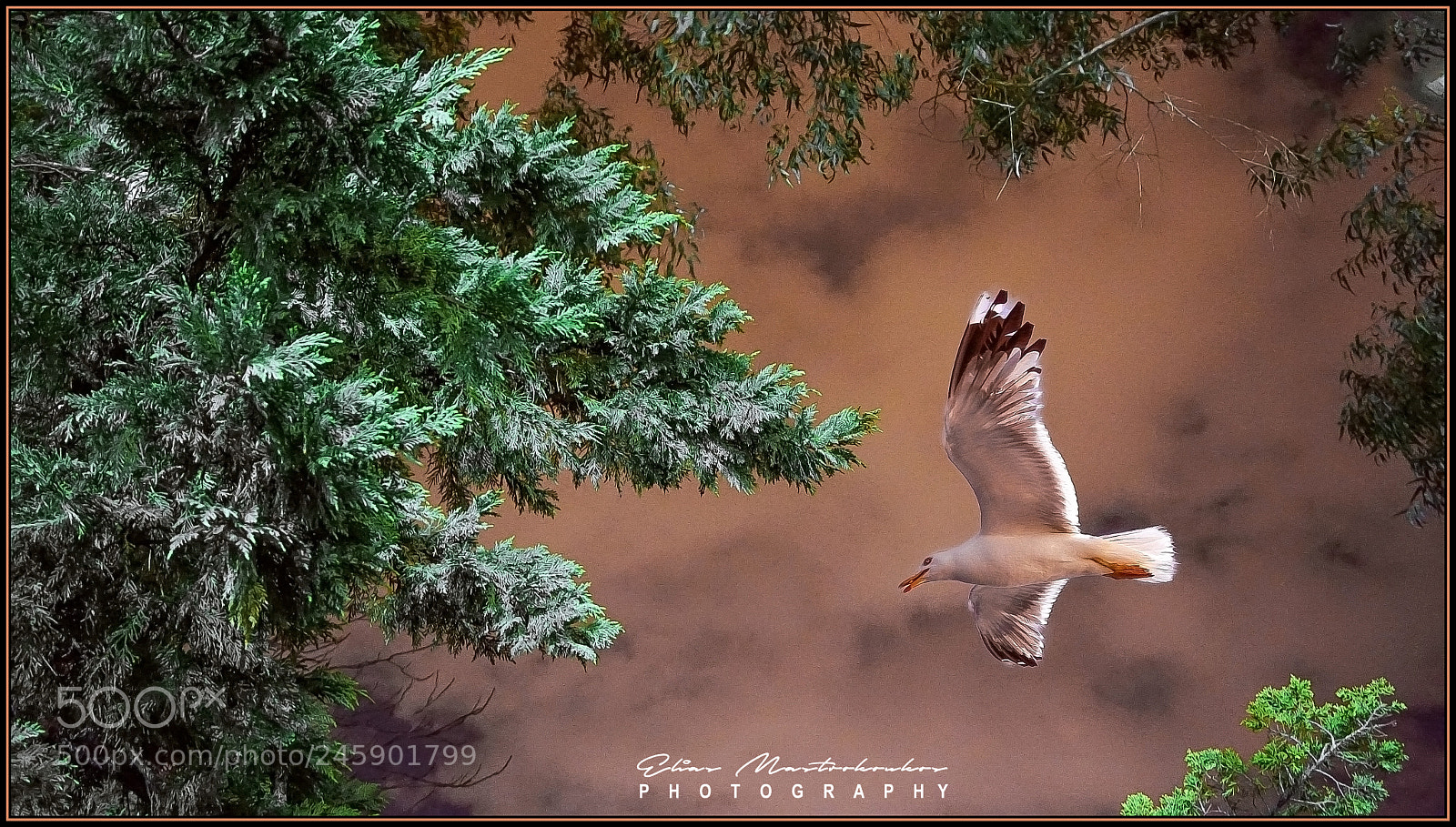 Sony Alpha a5000 (ILCE 5000) sample photo. Free bird photography