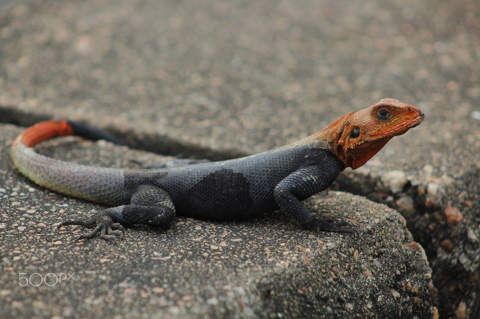 Canon EOS 1300D (EOS Rebel T6 / EOS Kiss X80) + EF75-300mm f/4-5.6 sample photo. Agama lizard photography