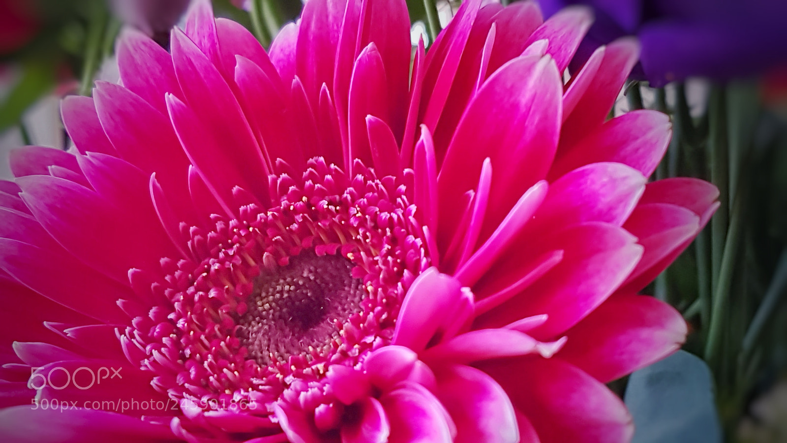 Samsung Galaxy S7 sample photo. Flower photography