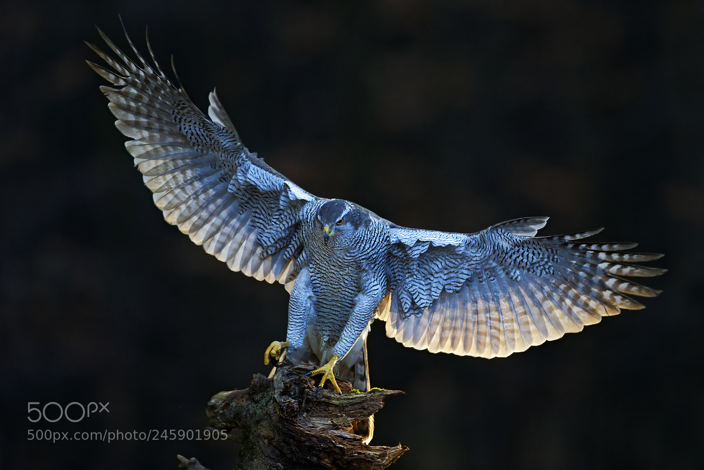 Canon EOS-1D X sample photo. Goshawk (accipiter gentilis) photography