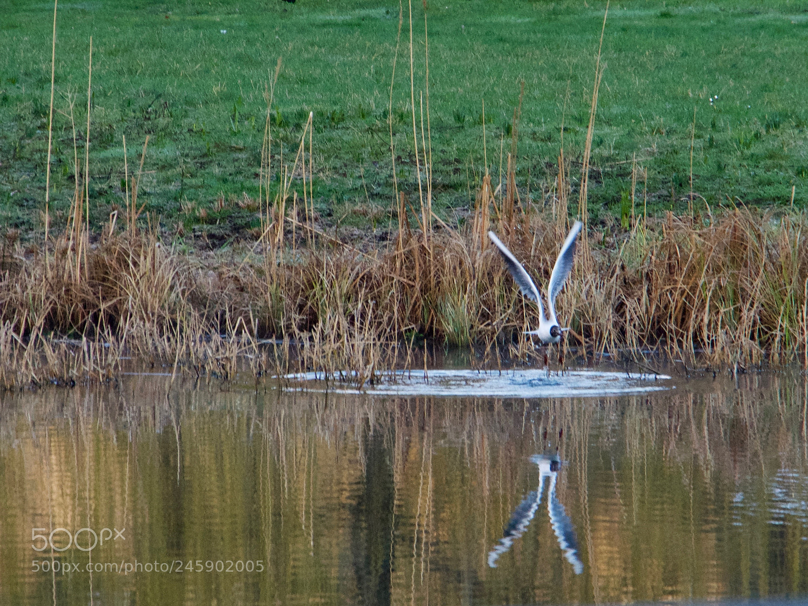 Panasonic Lumix DC-GH5 sample photo. Mouette plonge photography