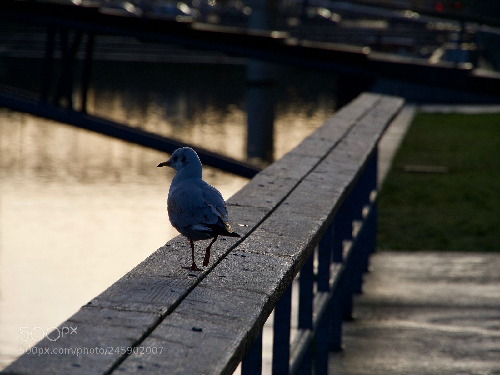 Panasonic Lumix DC-GH5 sample photo. Mouette qui part photography