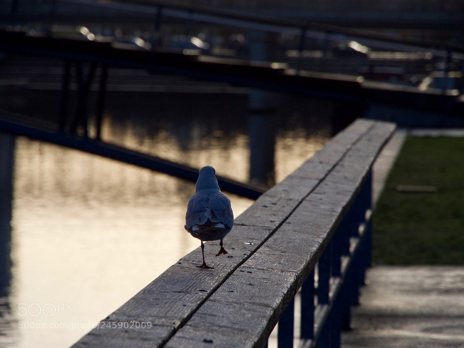 Panasonic Lumix DC-GH5 sample photo. Mouette qui part photography