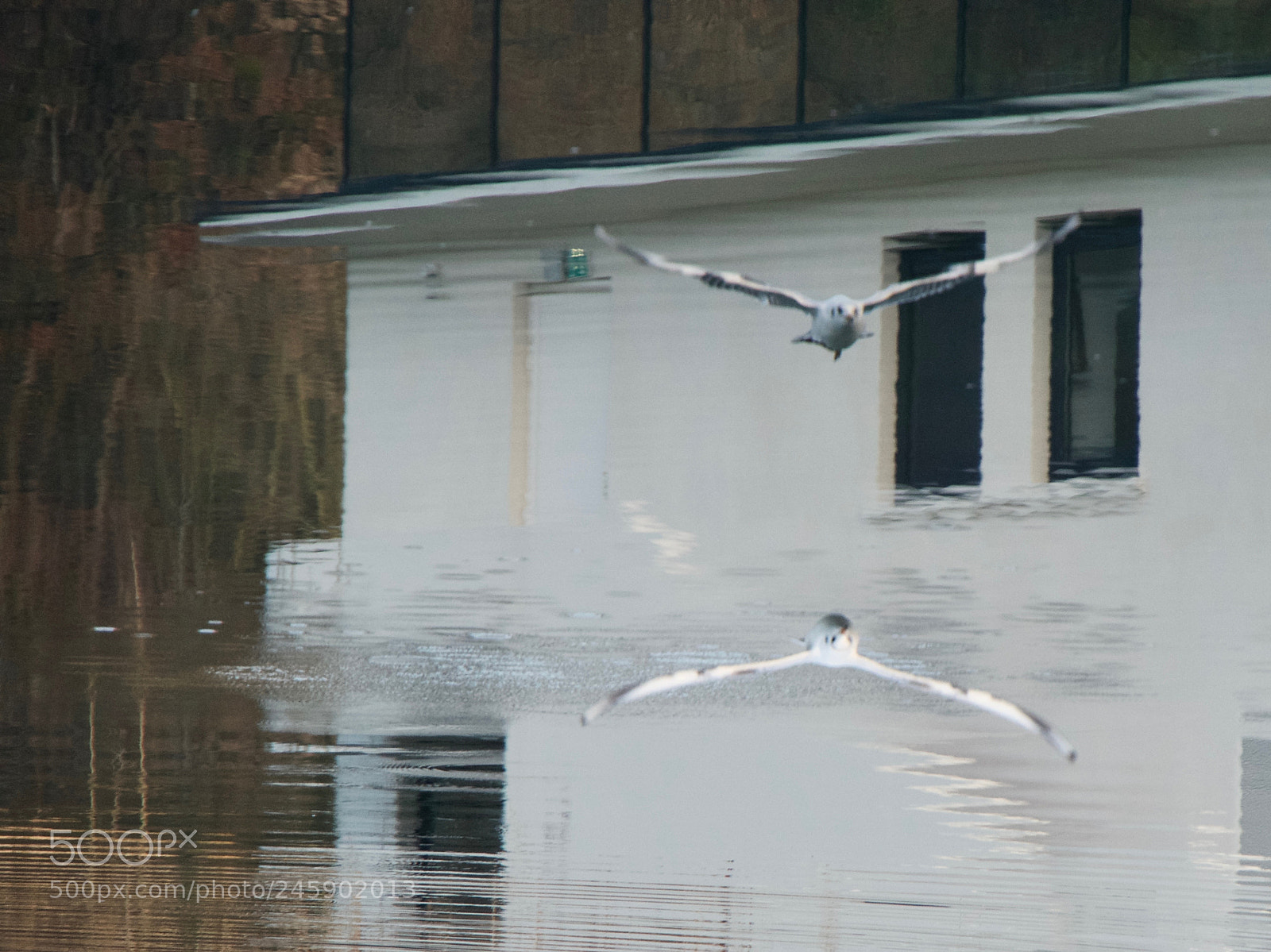 Panasonic Lumix DC-GH5 sample photo. Mouette sans dessus dessous photography