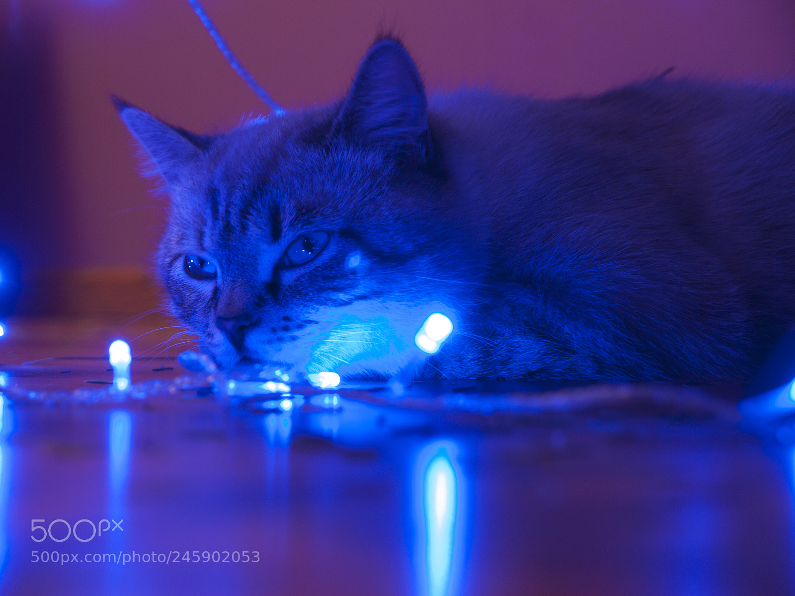 Olympus E-3 sample photo. Christmas  cat photography