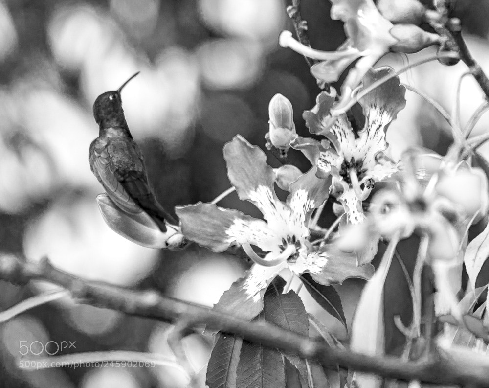Sony ILCA-77M2 sample photo. Eupetomena macroura photography