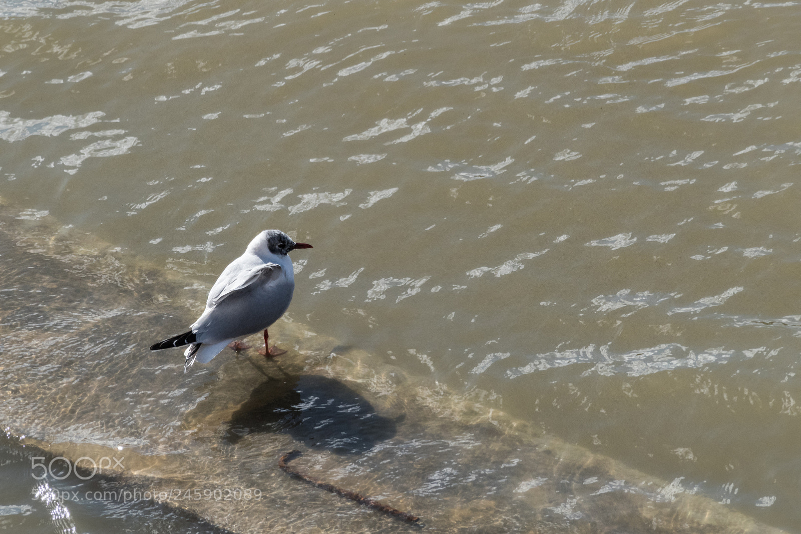 Leica V-Lux (Typ 114) sample photo. Seagull in town photography