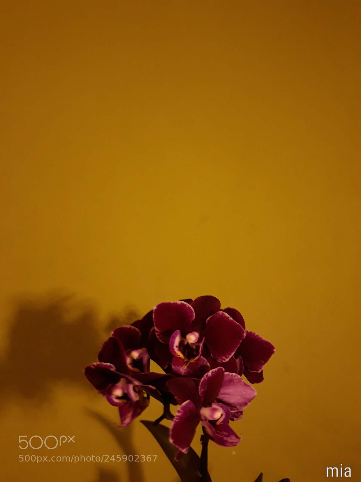 Samsung Galaxy J7 sample photo. Bloom photography