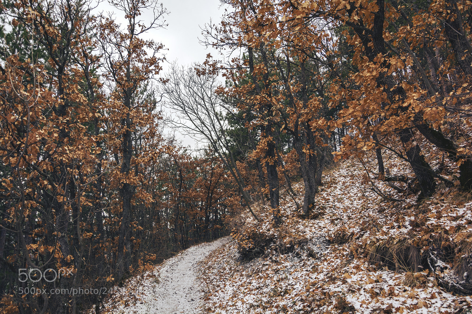 Nikon D5200 sample photo. Path in the forest photography