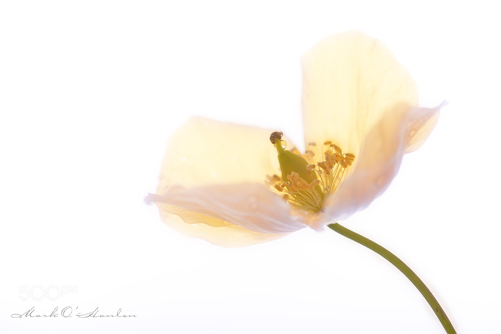 Nikon D800 sample photo. Glow photography