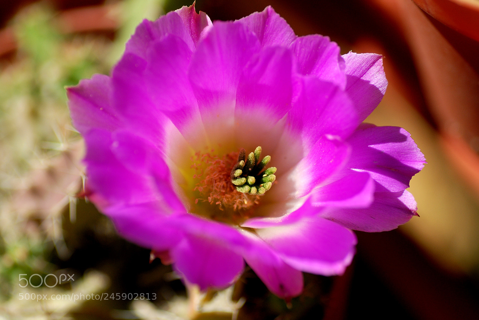 Nikon D200 sample photo. Macro photography