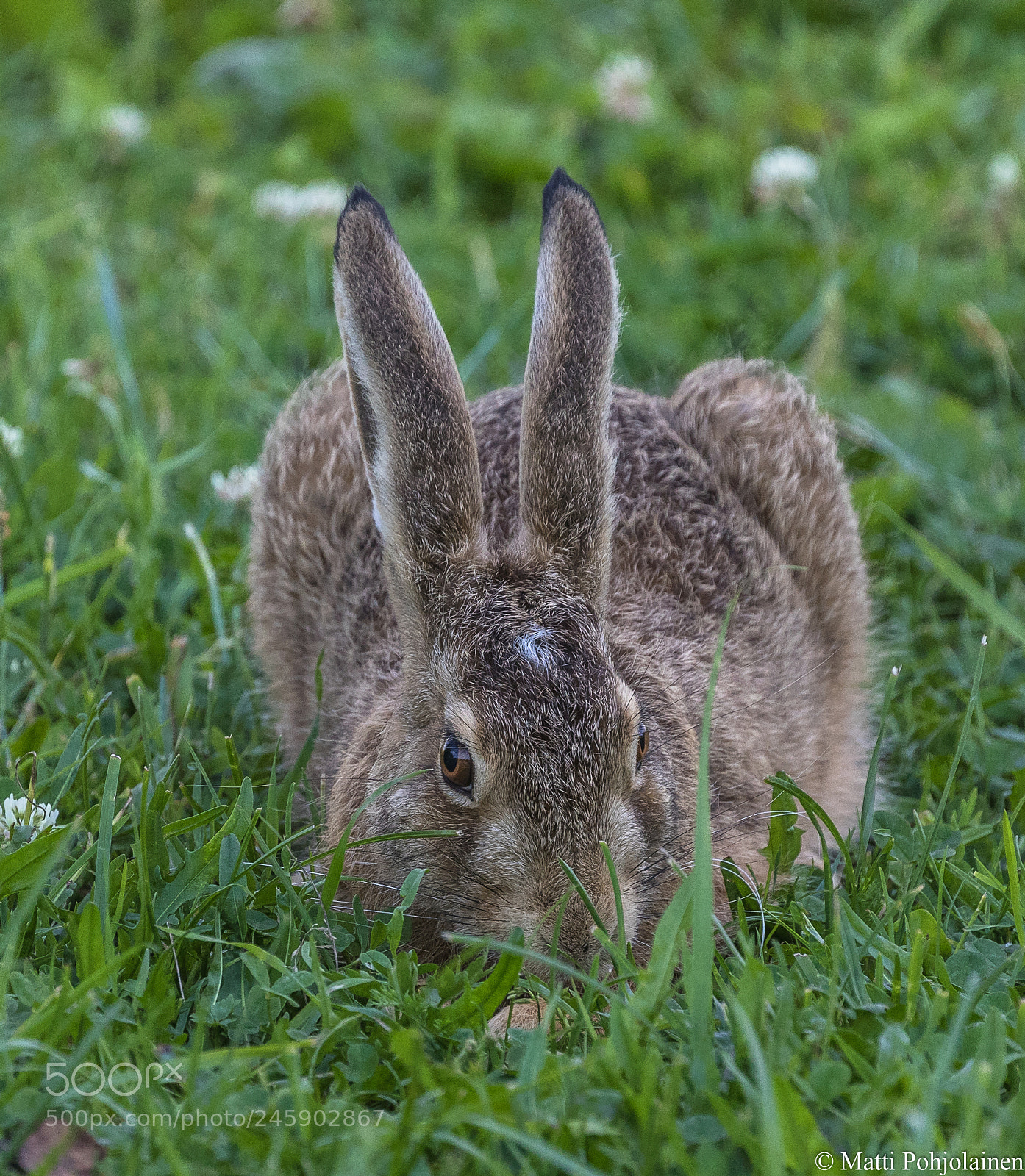 Canon EOS 7D Mark II sample photo. Hare photography