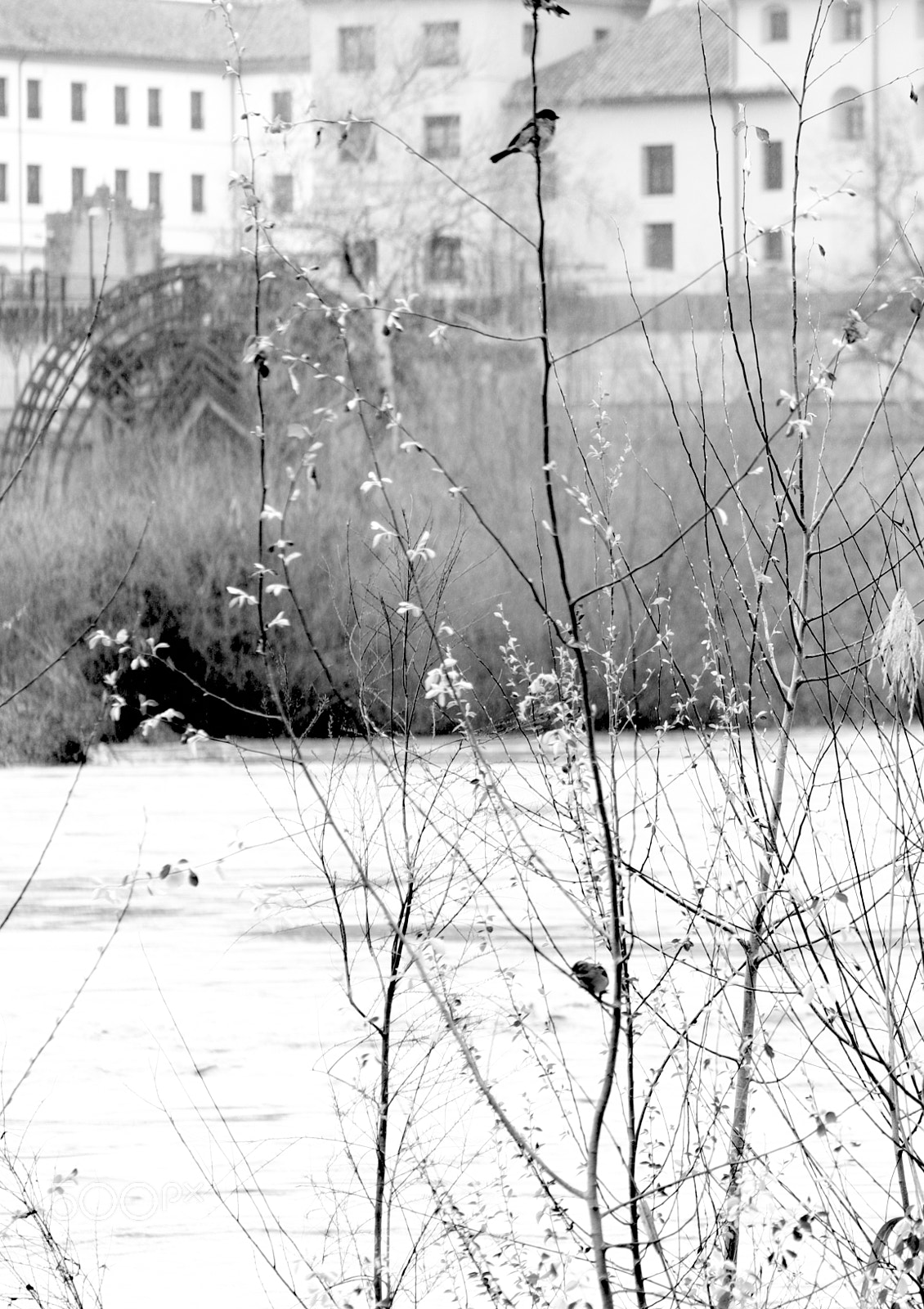 Fujifilm X-M1 sample photo. The sparrow and the photography