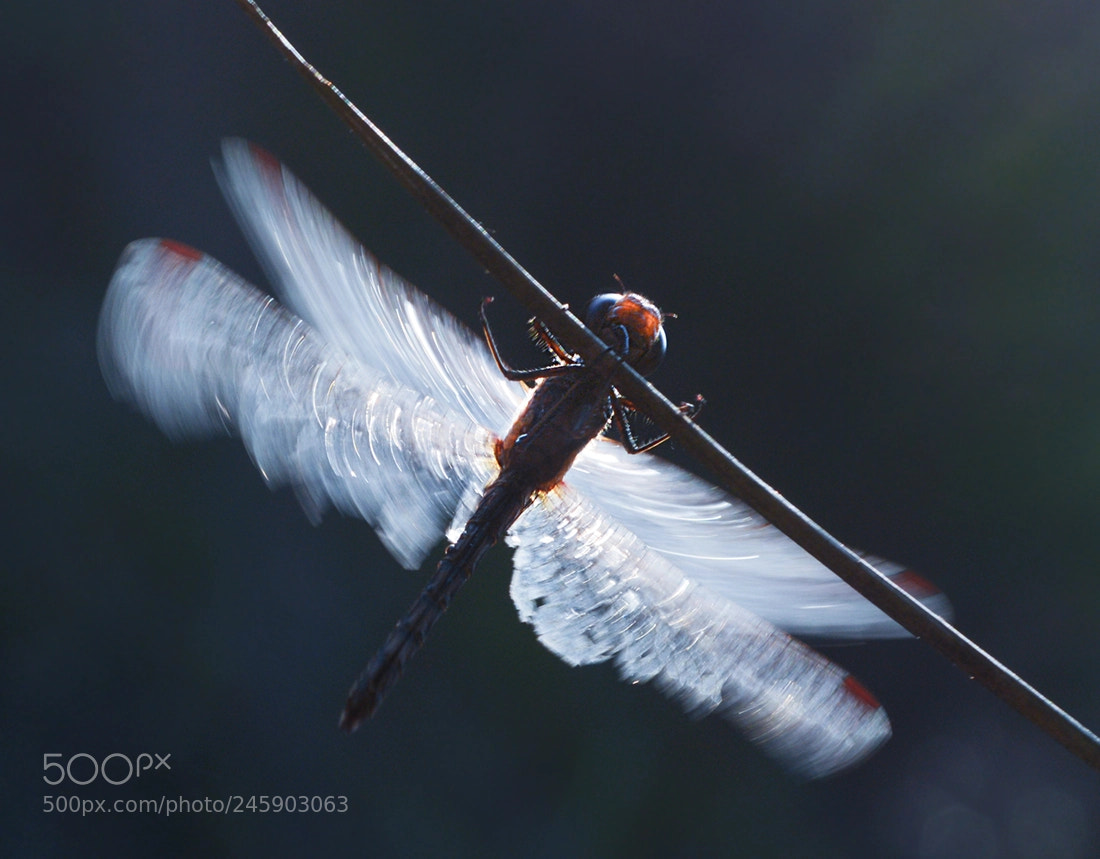 Nikon D7100 sample photo. Dragonfly photography