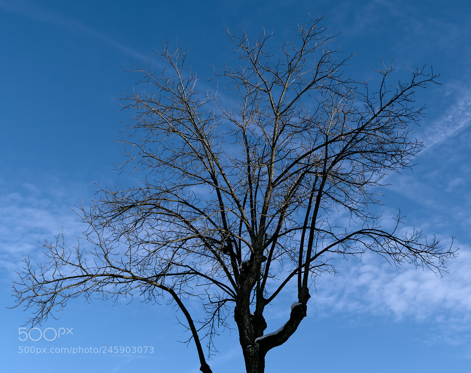 Fujifilm X-T2 sample photo. Snow tree in a photography