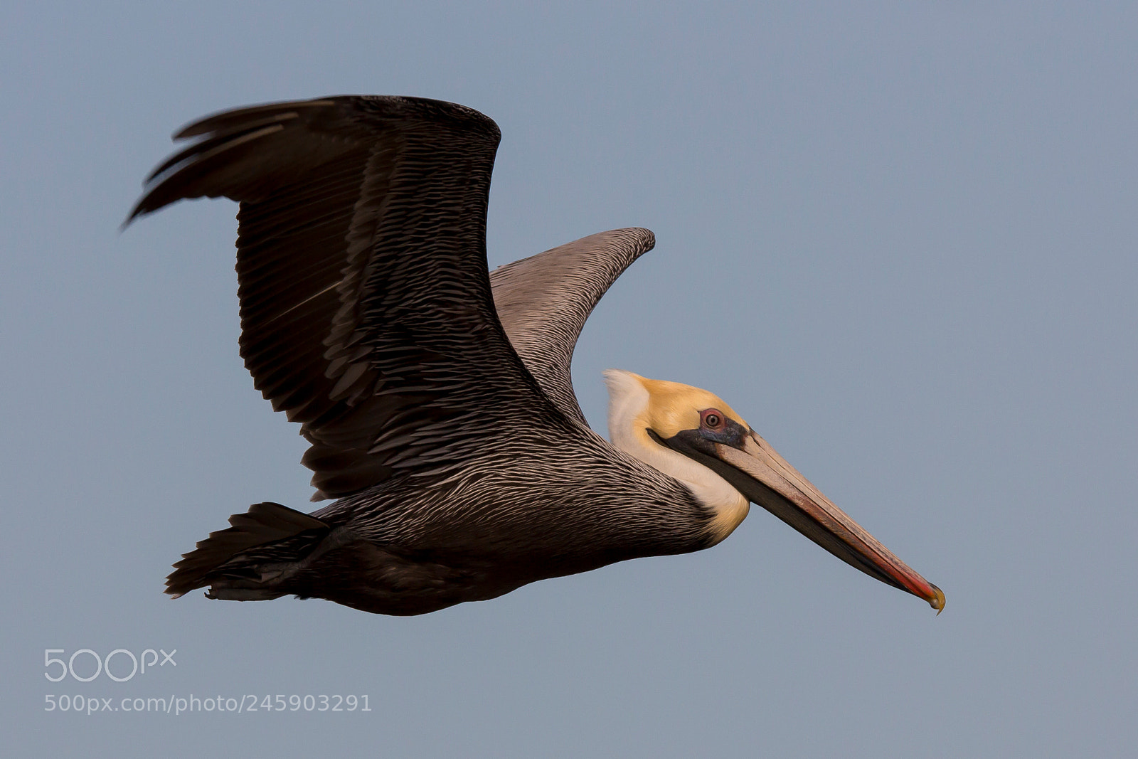 Canon EOS 60D sample photo. Pelican photography