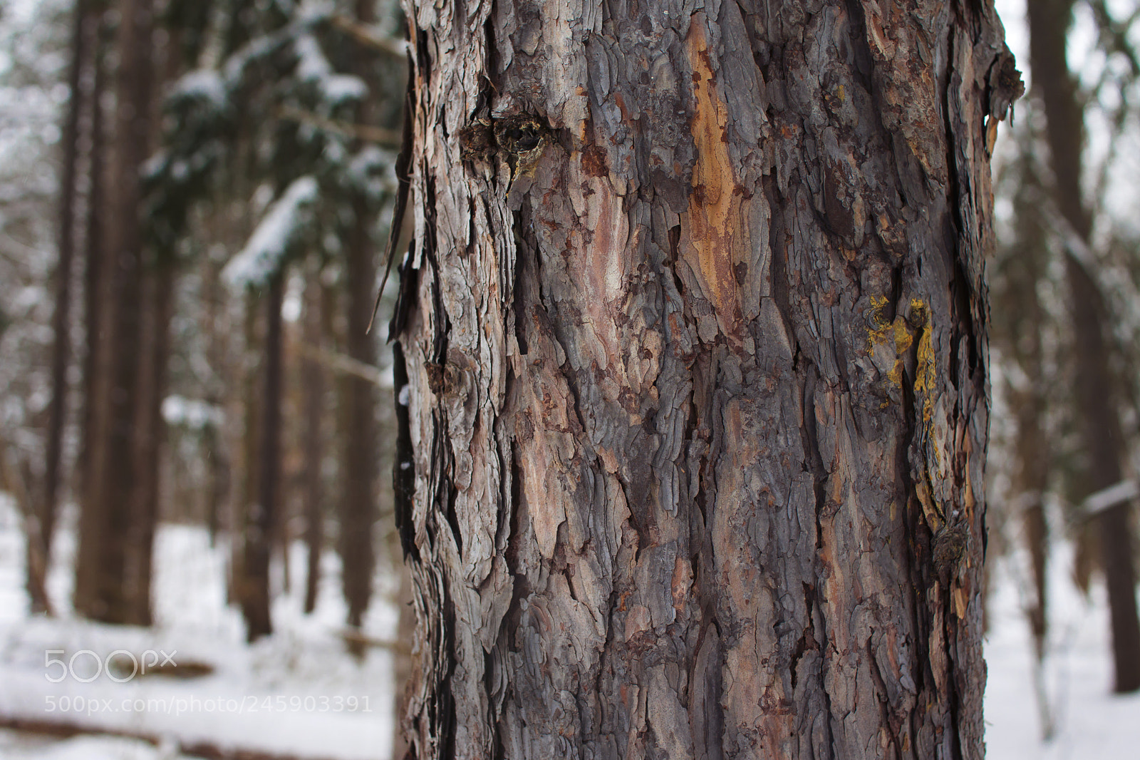 Sony SLT-A65 (SLT-A65V) sample photo. Red pine bark photography