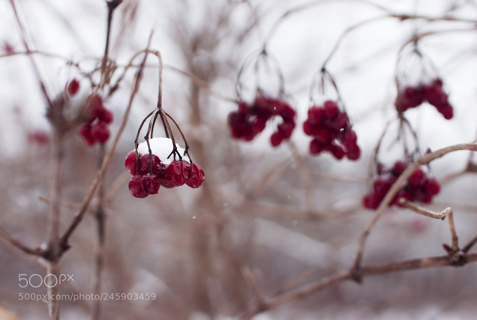 Sony SLT-A65 (SLT-A65V) sample photo. Berries photography