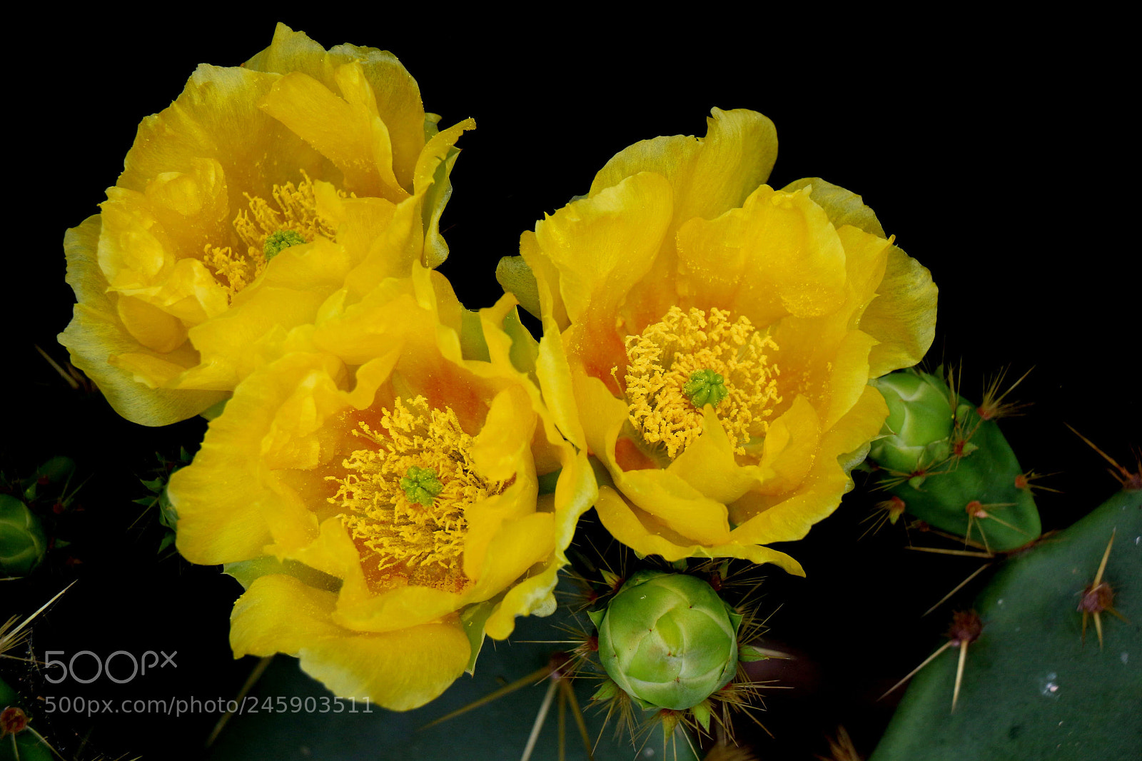 Canon EOS 700D (EOS Rebel T5i / EOS Kiss X7i) sample photo. Prickly pear yellow photography