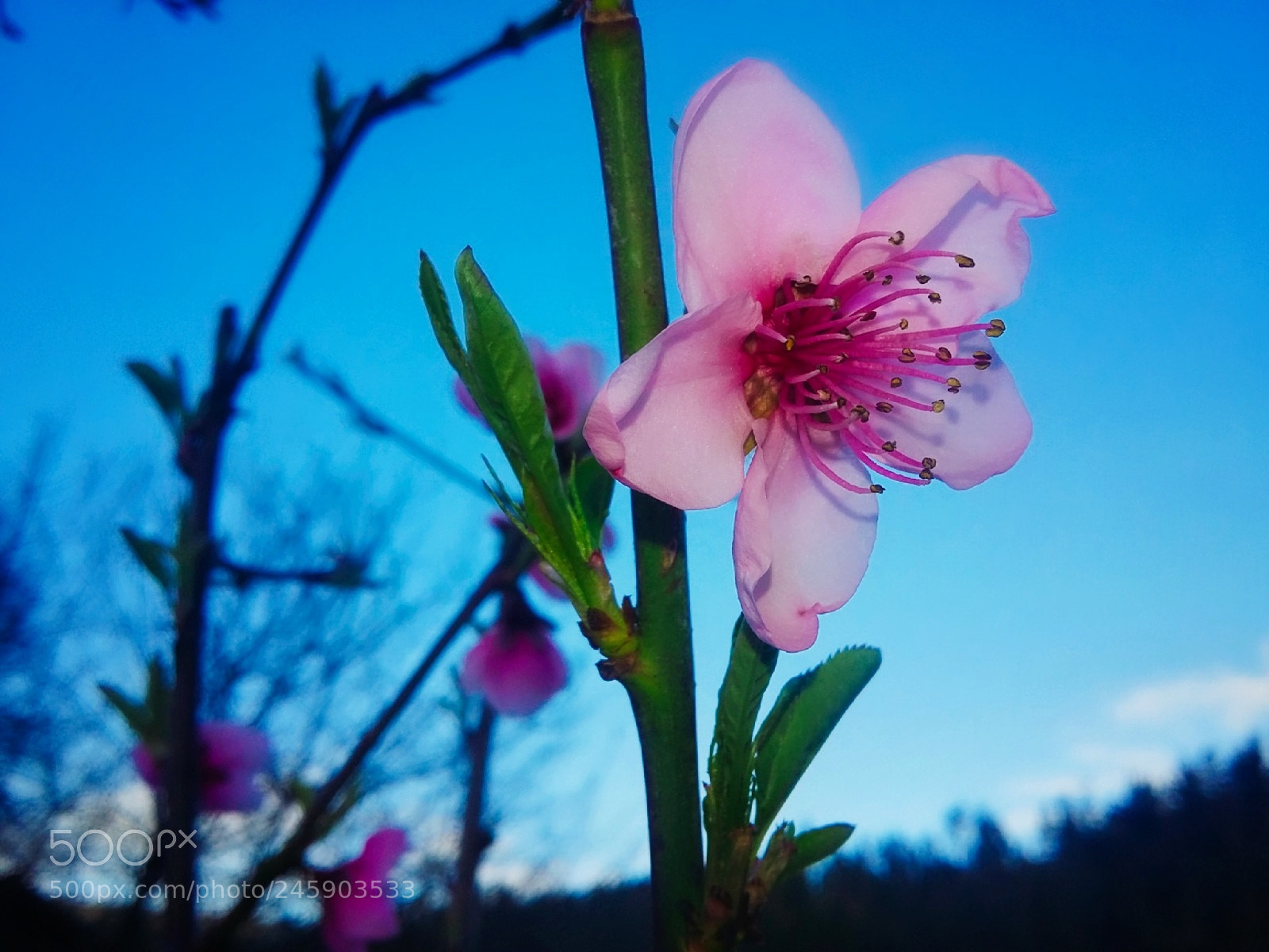 Samsung Galaxy Grand Prime sample photo. Momento photography