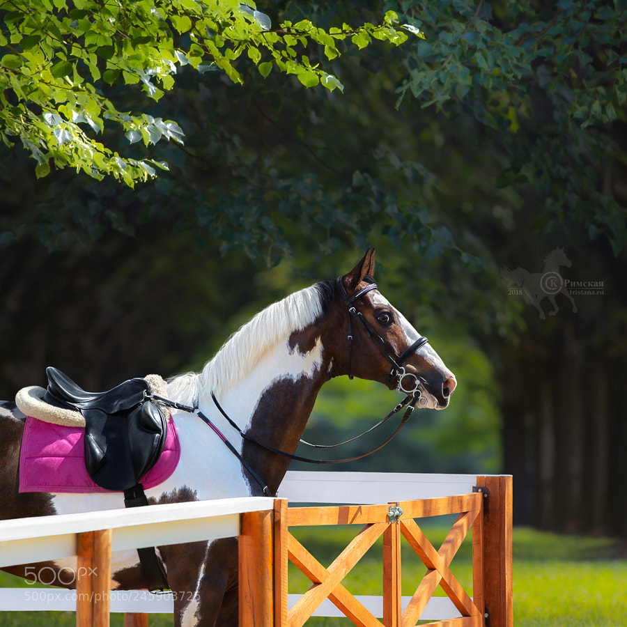 Nikon D4 sample photo. Paint horse with bridle photography